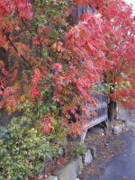 小樽の紅葉はちょうど見ごろ