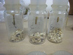 �r���l�߂��ꂽ�R�N�]�E���V