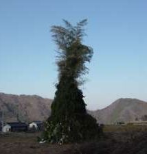 �΋��(���)�̒c�q�Ă�