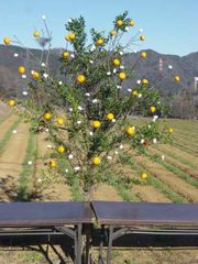 ����ꂽ�u���ʏ���v