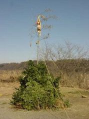 �΋�t�R��(���q)�̒c�q�Ă�