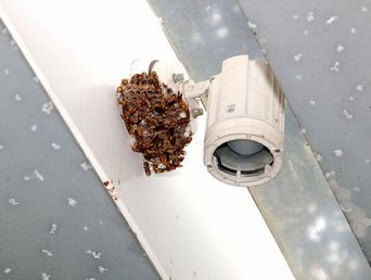 �����قɑ���������L�A�V�i�K�o�`�̑�