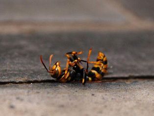 �L�A�V�i�K�o�`�̎�����