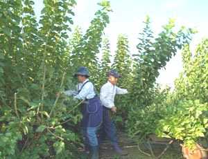 �K���ŌK�Ƃ��������삳��v�w