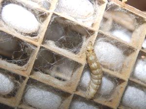 �܂Ԃ��̏���͂��܂��n�\