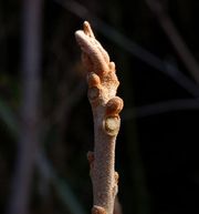 �A�J���K�V���̓~��