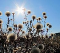 �J�����m�M�N�̂���