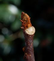 �j�K�L�̓~��