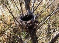 �z�I�W���̌Ñ�