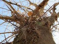 �T�C�J�`�̃g�Q