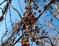 �w�N�\�J�Y���̉ʎ�