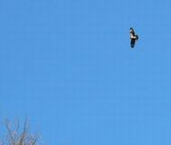 ��󍂂���ԃm�X��