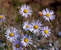 �J�����m�M�N�̉�(11����)