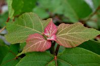 �A�J���K�V���̎�t(6����)