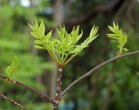 �j�K�L�̓W�t(4����)