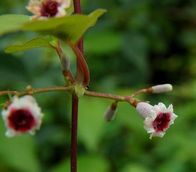 �w�N�\�J�Y���̉ԁi7�����j