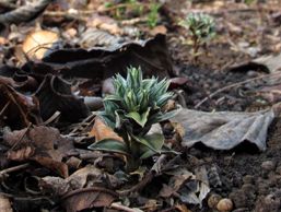 �t�f�����h�E�̂ڂ�