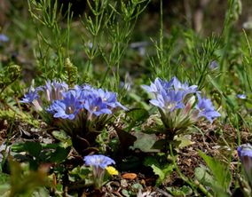 �t�f�����h�E�̉�