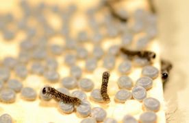 �Ӊ������΂���̃J�C�R