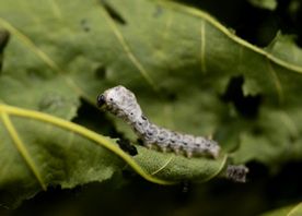 �E��O�̃J�C�R��2��c��