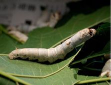 �J�C�R��5��c��