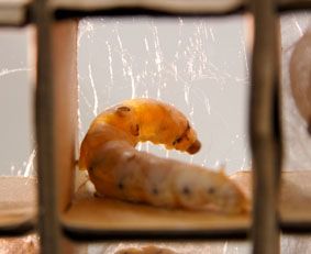 �������n�߂�J�C�R