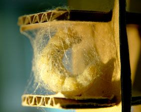 �������񂾂�ۂ��`�ɂȂ�