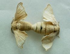 �J�C�R�̌��