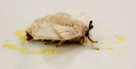 �J�C�R�̎Y��