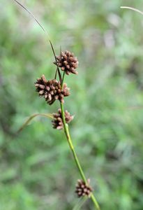 �R�}�c�J�T�X�X�L