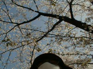 UnderTheCherryBlossoms-09