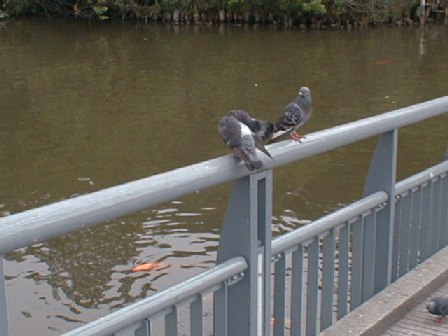 Pegion at A Park, Photo By Ukaz