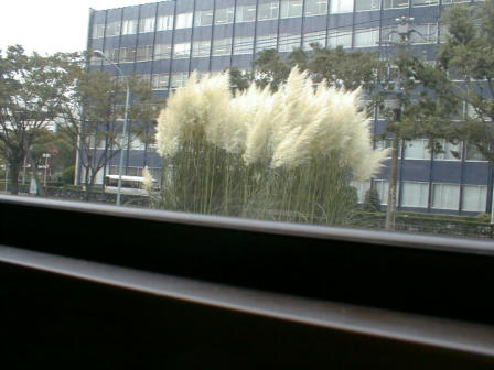 (Japanese Pampas Grass) Looking out thr Window from Toei Bus, Photo By Ukaz