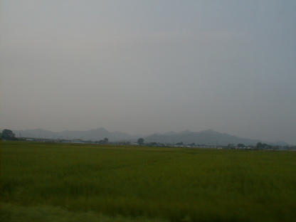 Paddy Fields, Photo By Ukaz