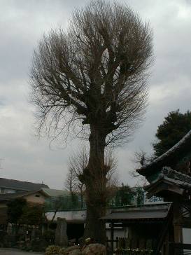 Very Large TREE, Photo By Kazuyuki UCHIDA(18kB)