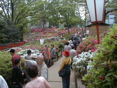 Nezu-Jinjya Shrine, Photo By Kazuyuki UCHIDA(32kB)