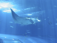 美ら海水族館にて