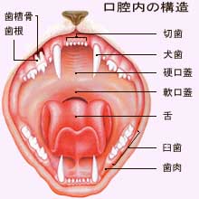 �L�̌��o���\���}