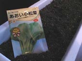 7/3 種撒き